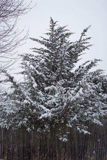 Snow 014.jpg